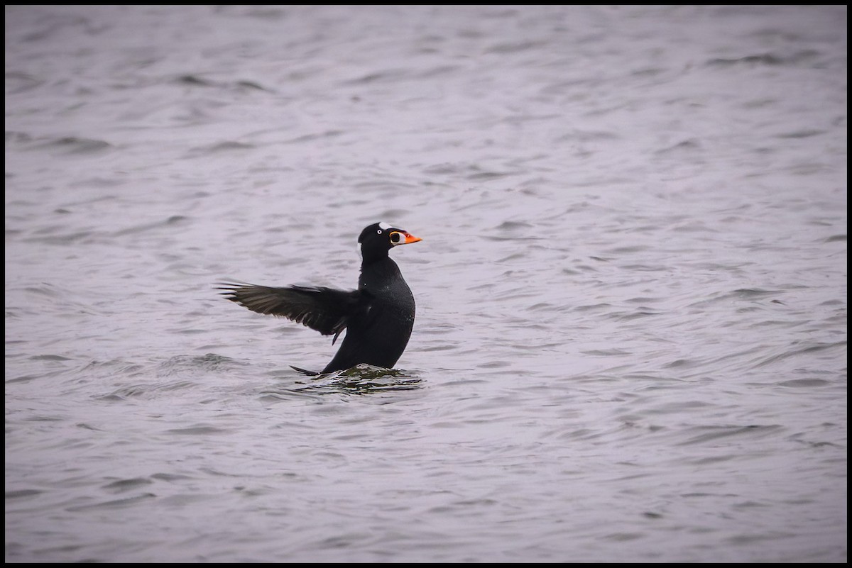 Surf Scoter - ML646651588