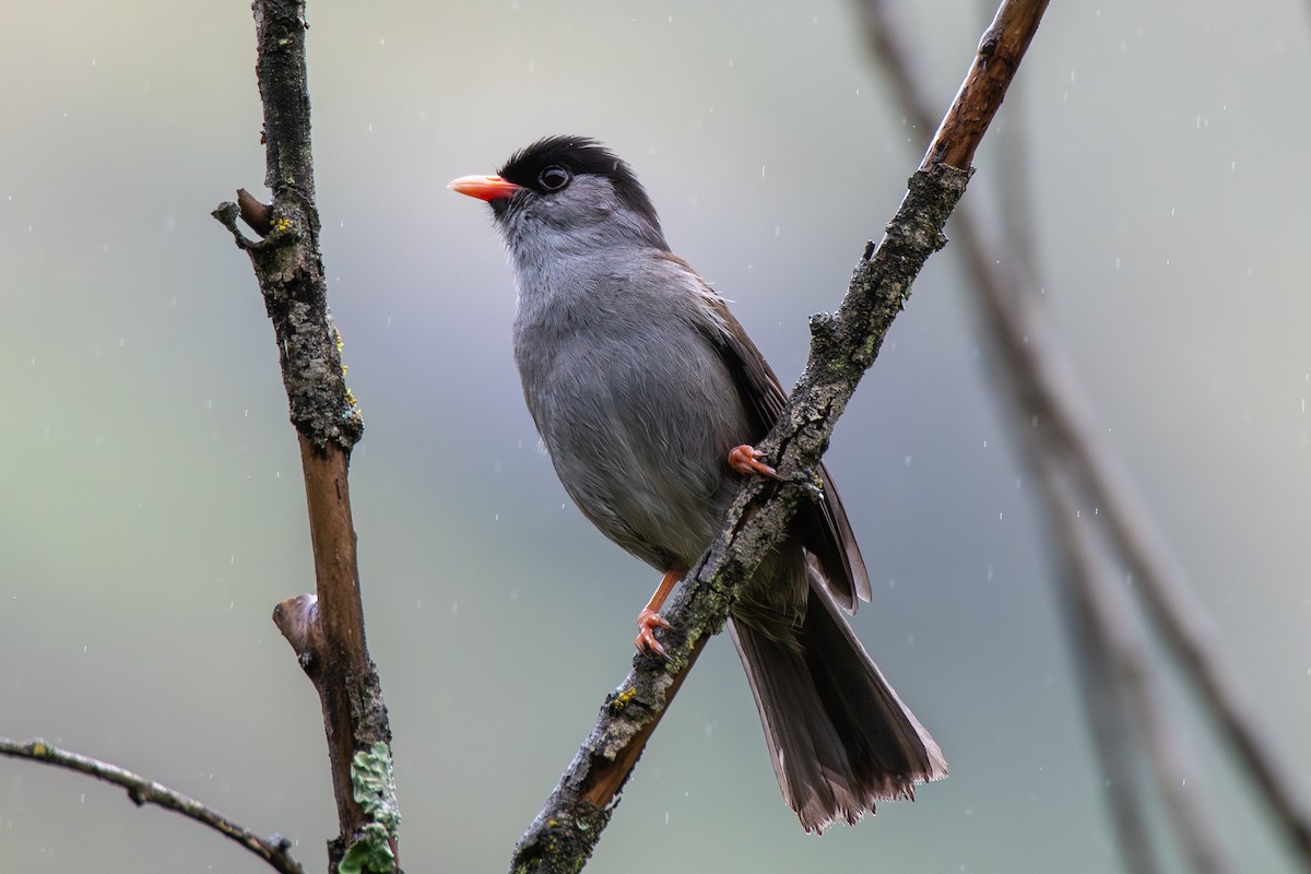 Bush Blackcap - ML646651599