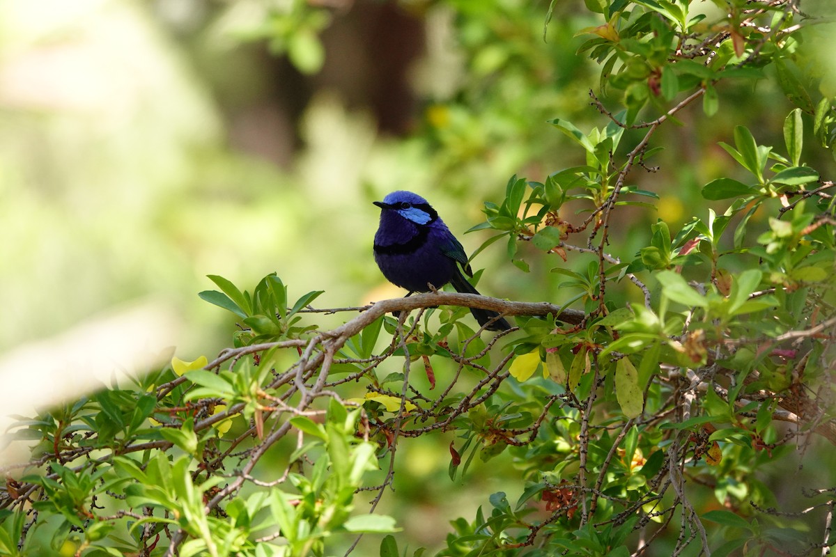 Малюр лазуровий - ML646651609