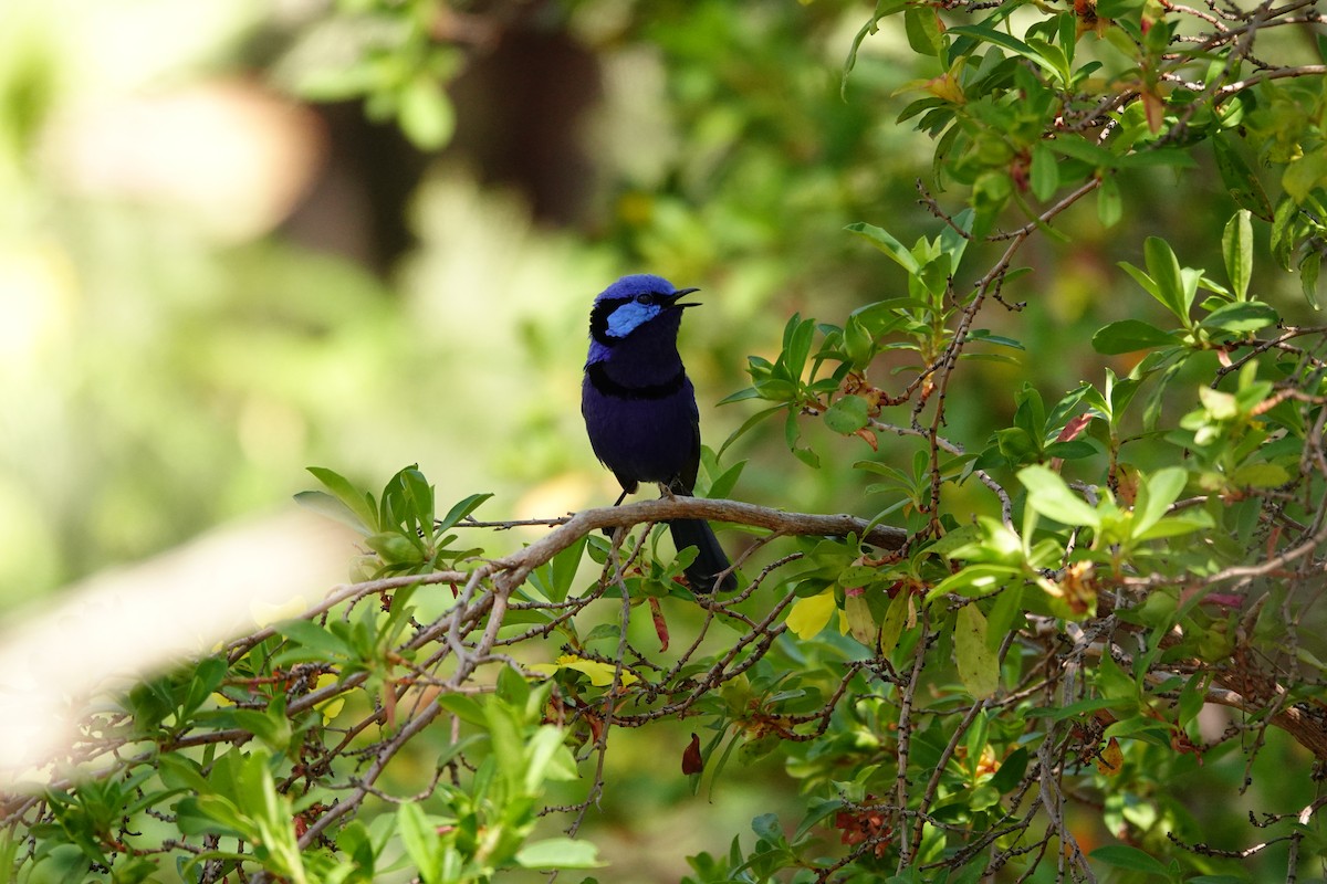 Малюр лазуровий - ML646651610