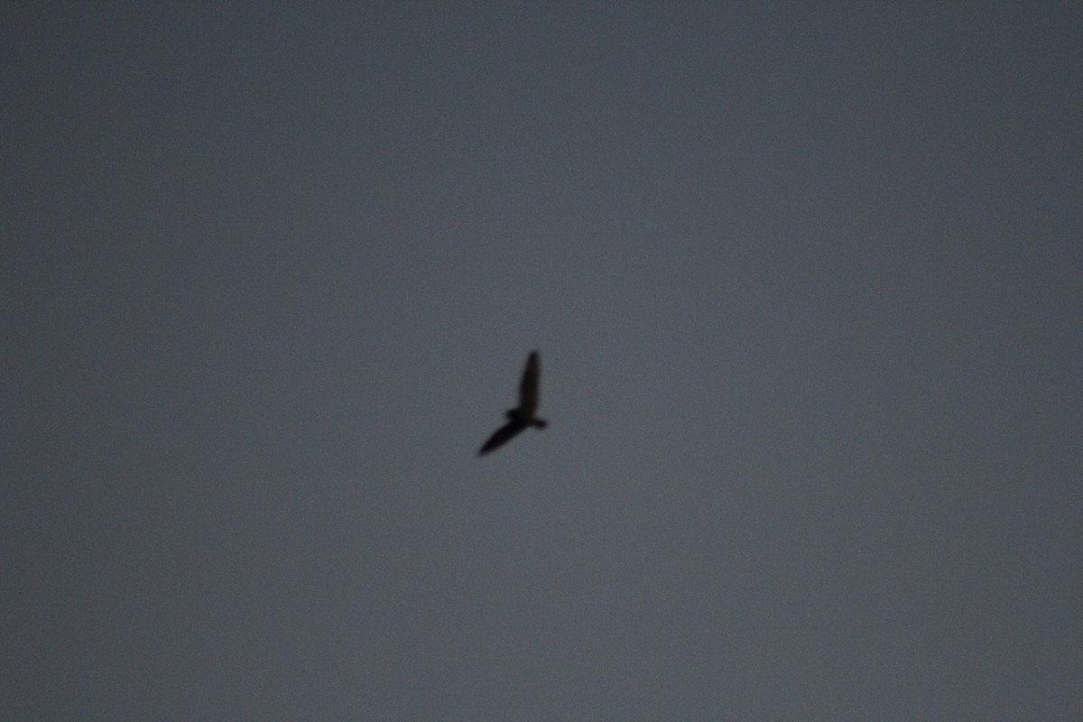 Short-eared Owl (Northern) - ML646651614