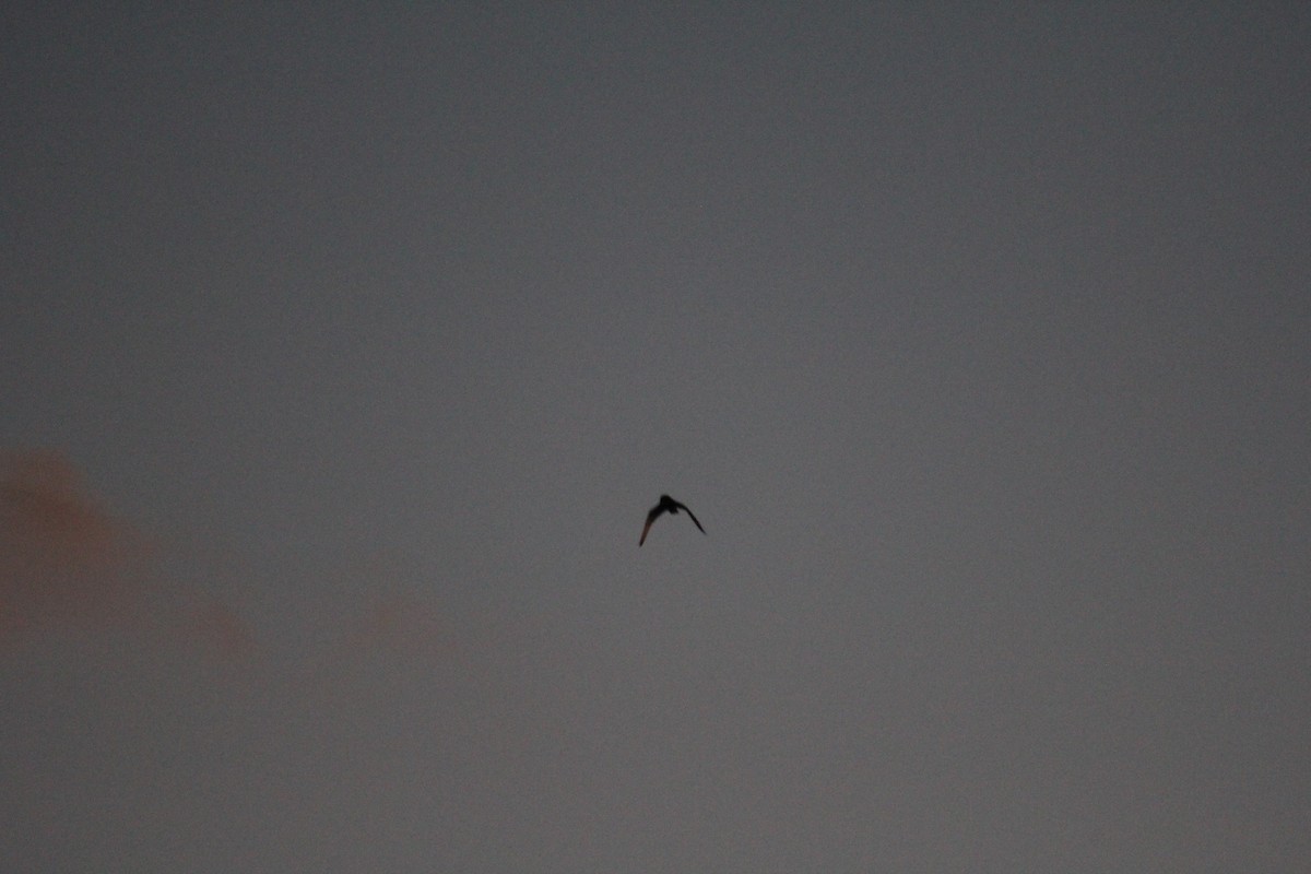 Short-eared Owl (Northern) - ML646651616