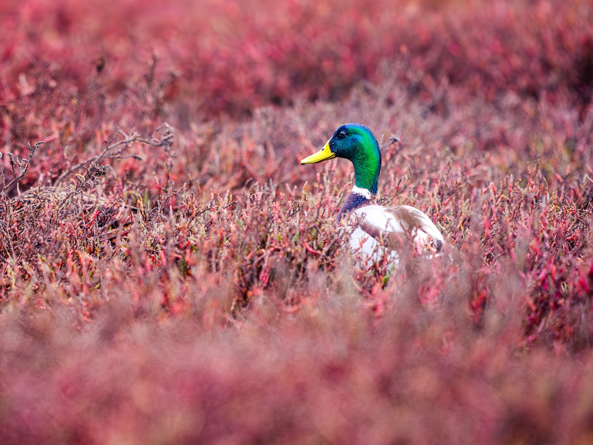 Mallard - ML646651618