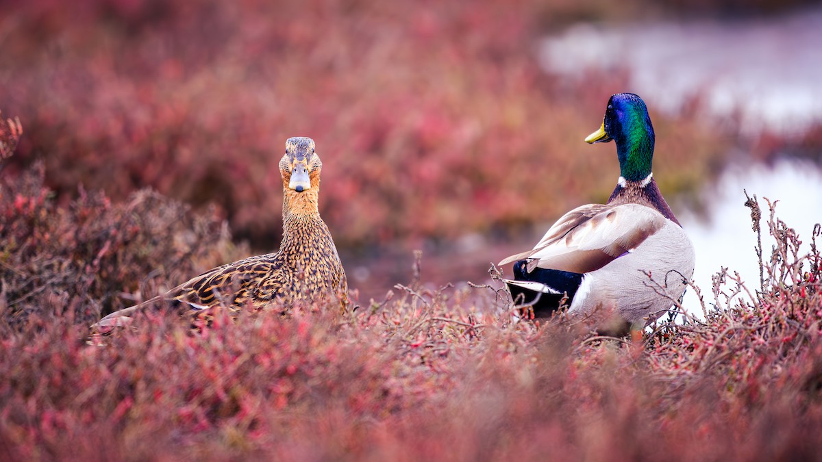 Mallard - ML646651619