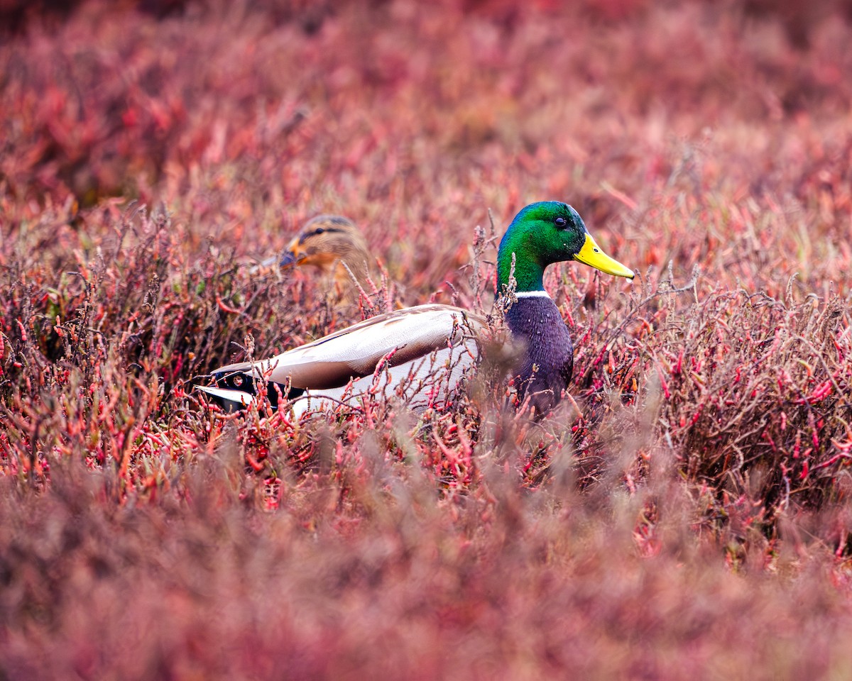 Mallard - ML646651620