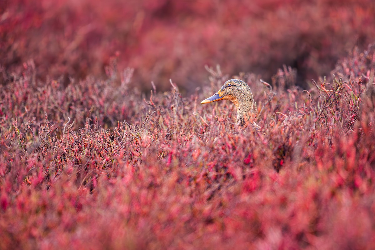 Mallard - ML646651621