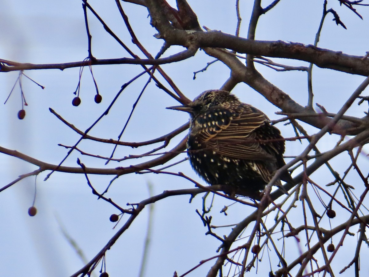 歐洲椋鳥 - ML646651623