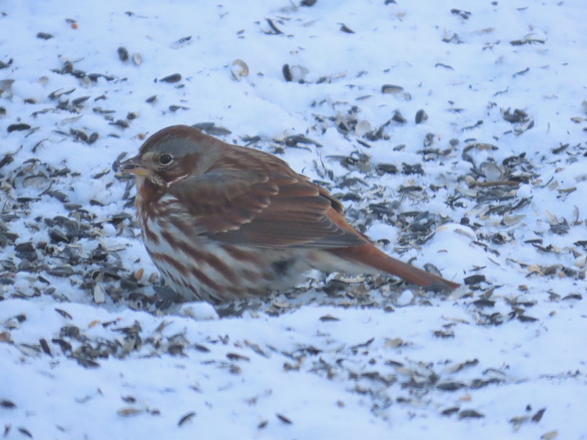 Passerella variabile - ML646651624