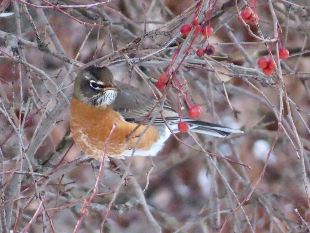 American Robin - ML646651625