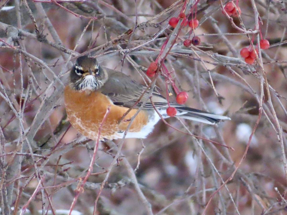 American Robin - ML646651626