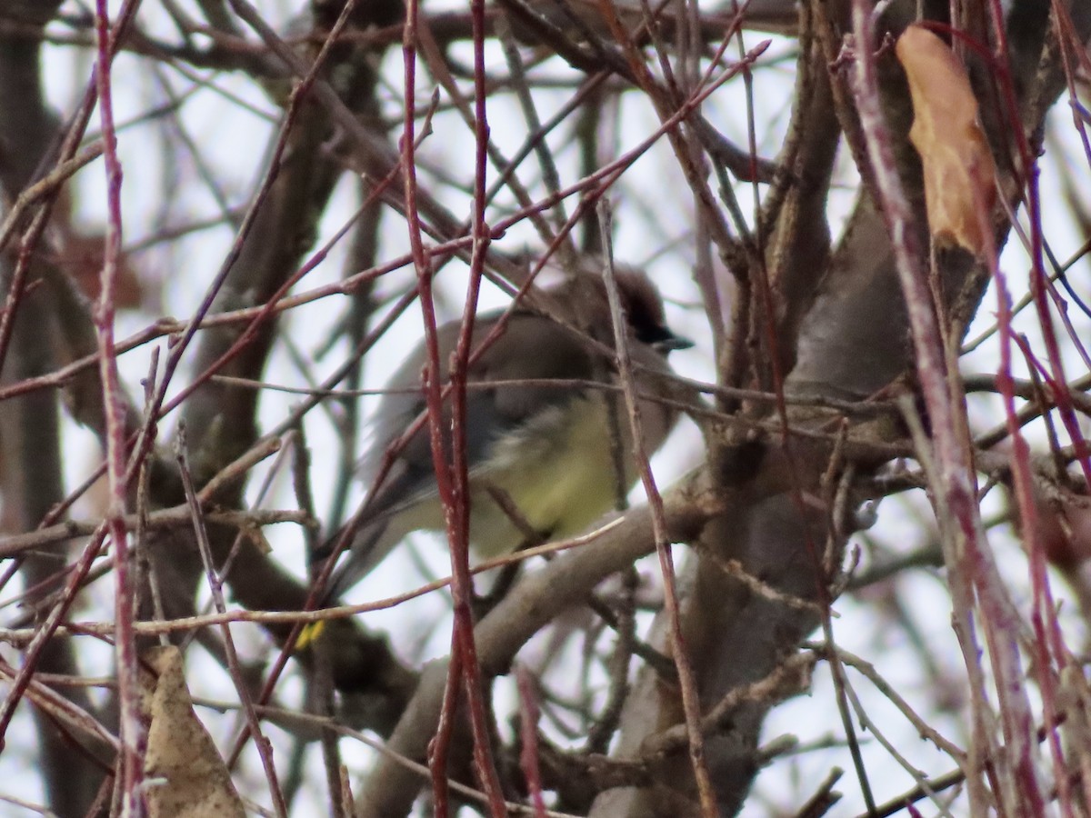 Cedar Waxwing - ML646651627