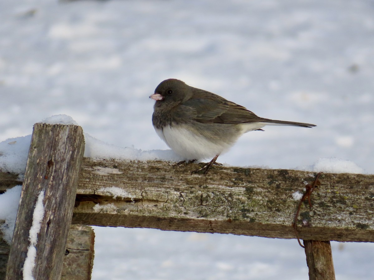 Dark-eyed Junco - ML646651629