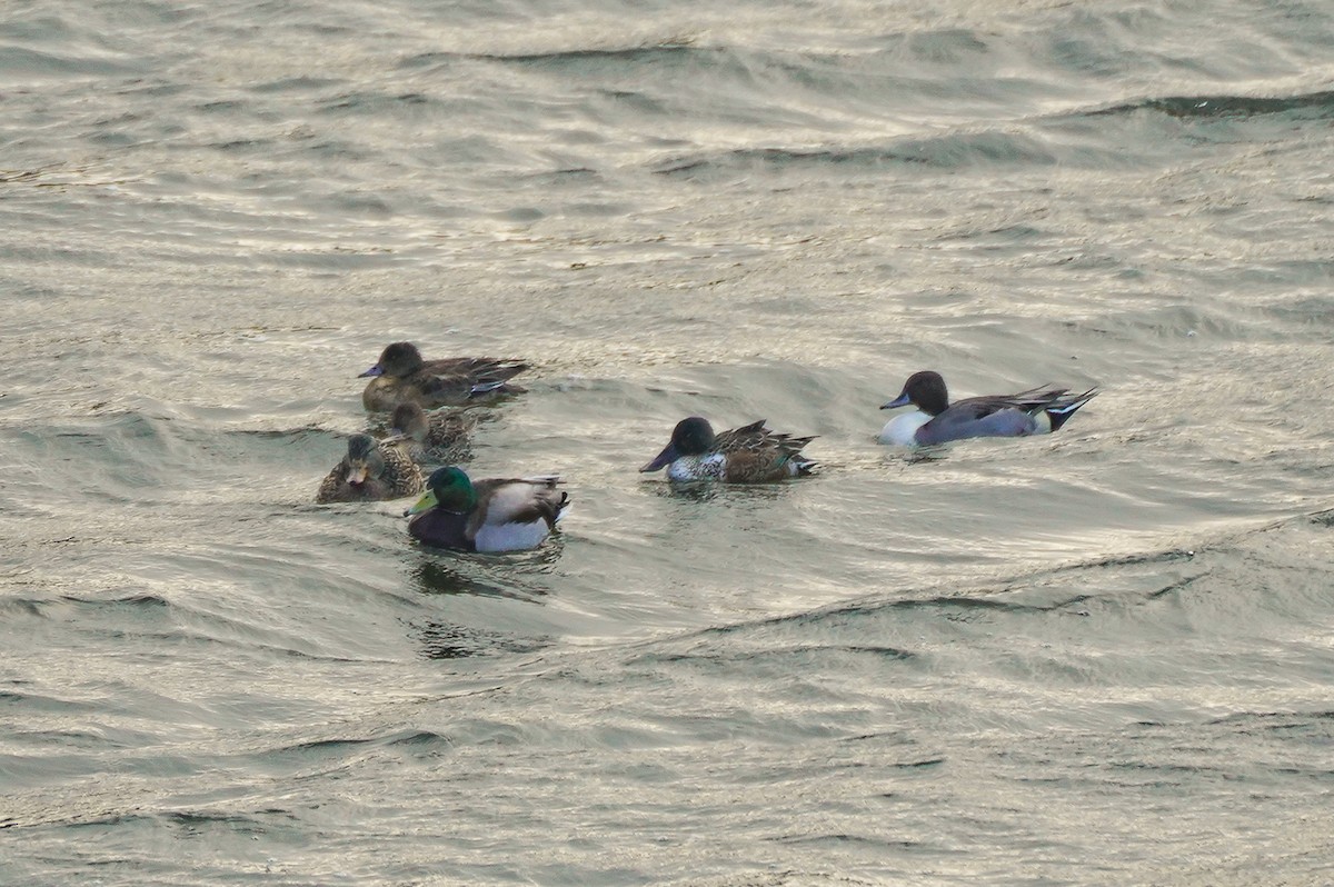 Шилохвіст північний - ML646651630