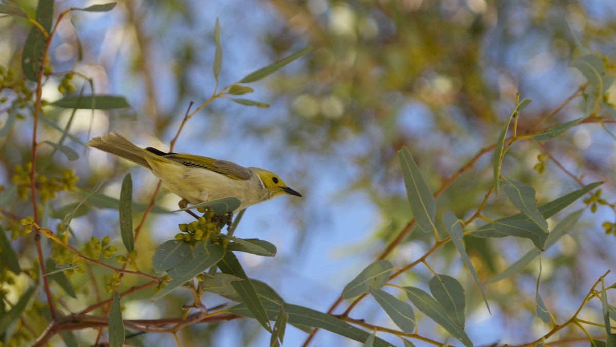 White-plumed Honeyeater - ML646651631