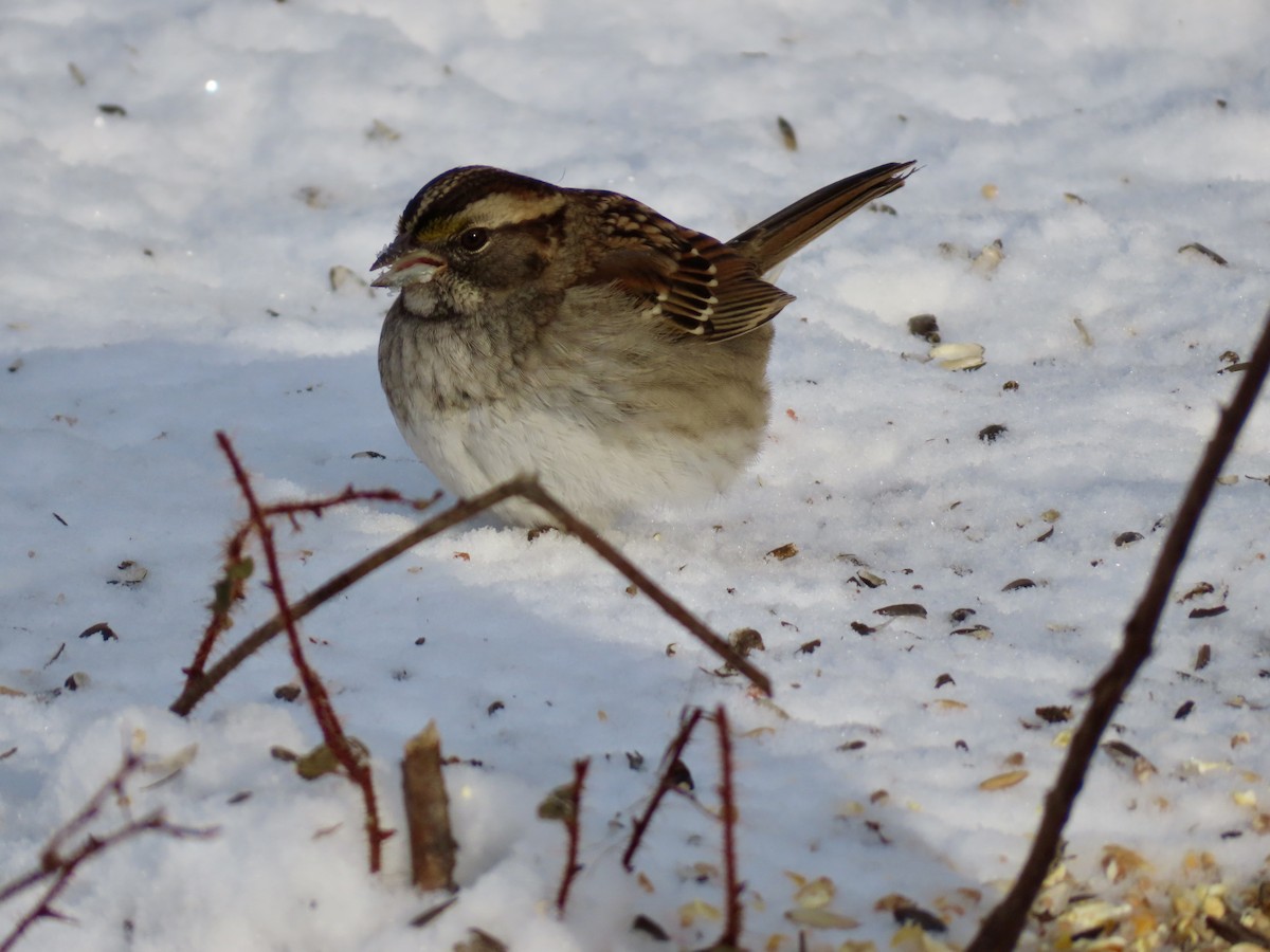 White-throated Sparrow - ML646651633