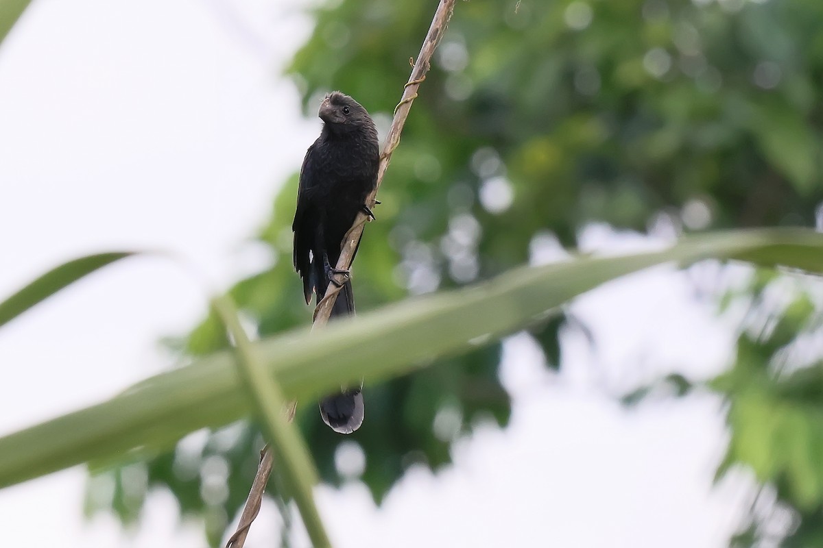 Smooth-billed Ani - ML646651634