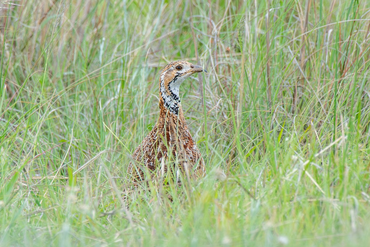 Orange River Francolin (Orange River) - ML646651635