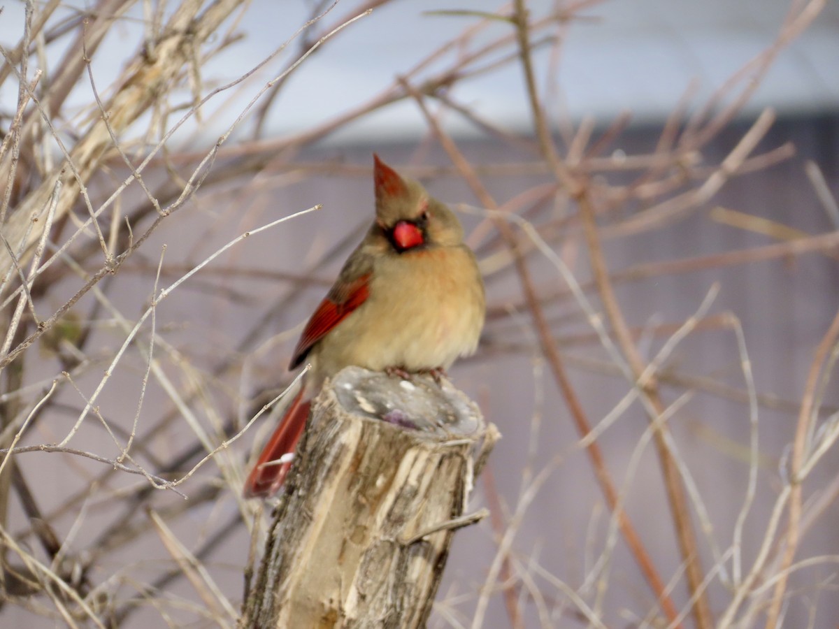 Northern Cardinal - ML646651636