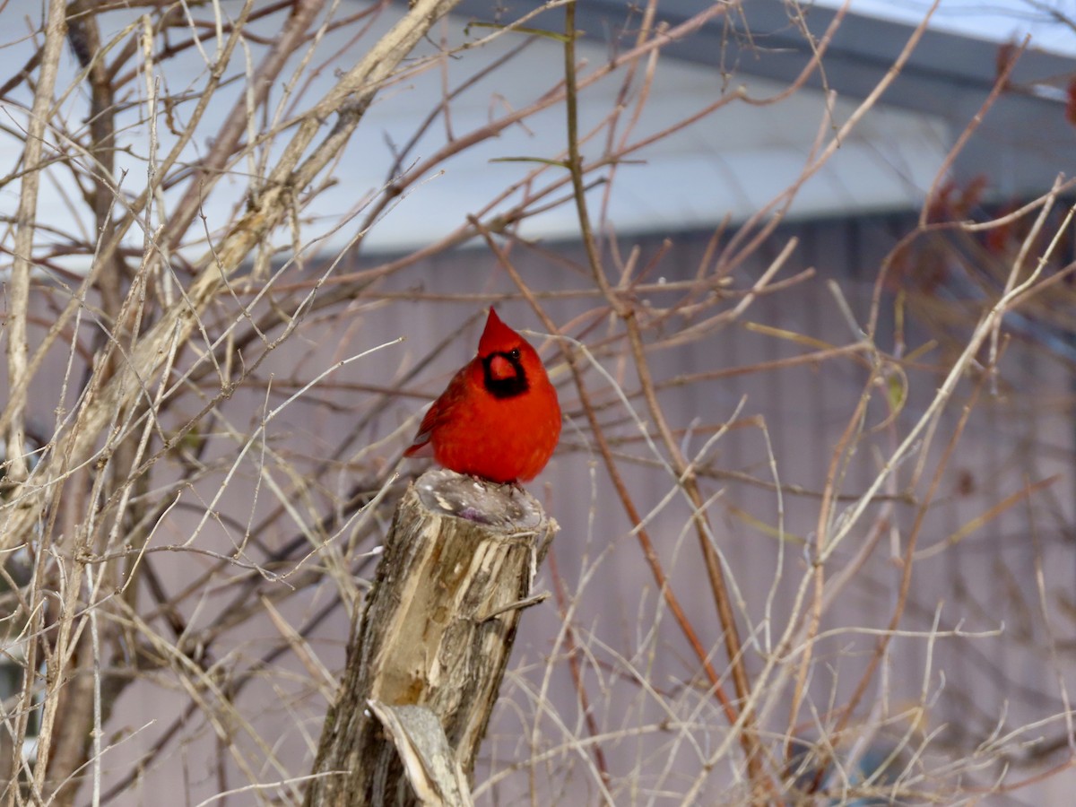 Northern Cardinal - ML646651637