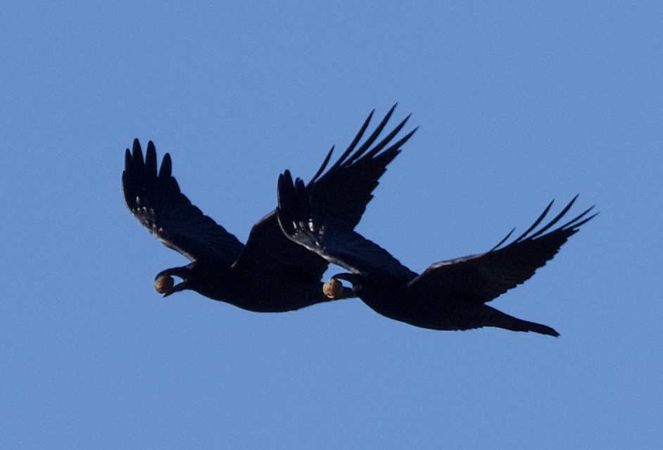 Common Raven - ML646651641