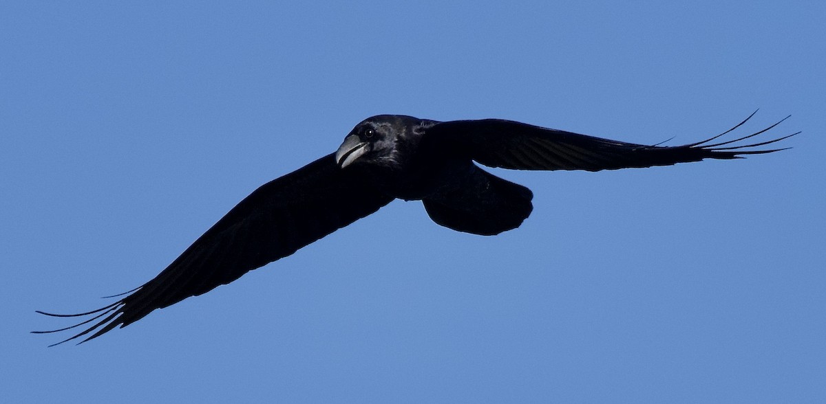 Common Raven - ML646651644