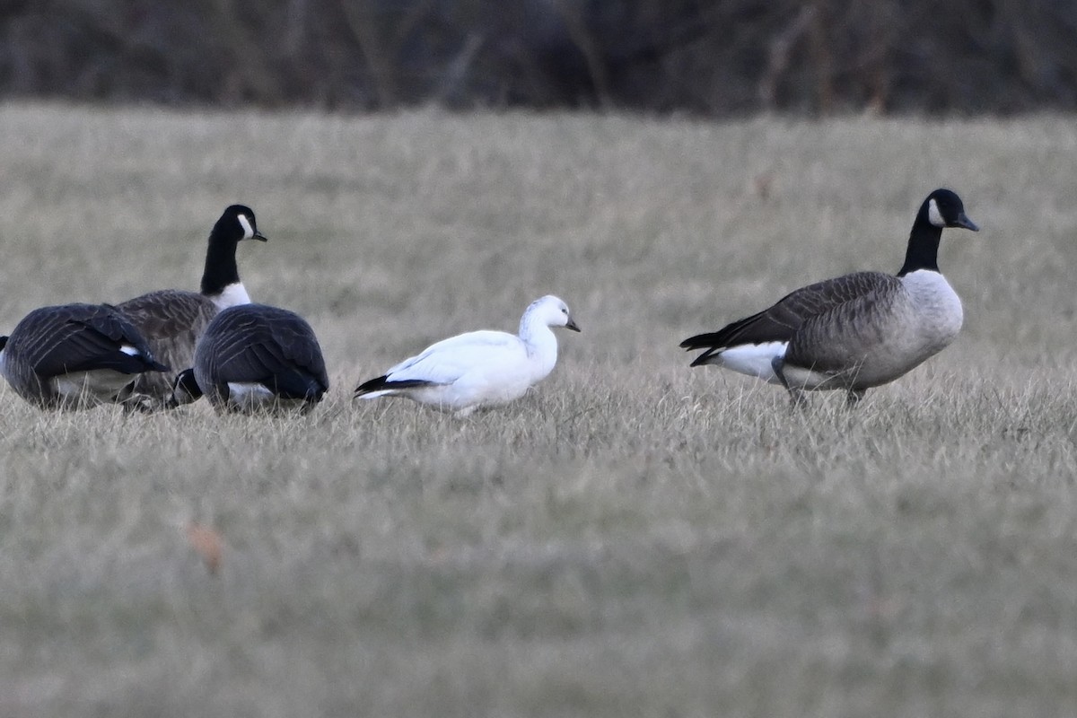 Ross's Goose - ML646651645