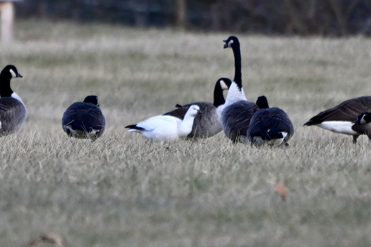 Ross's Goose - ML646651646