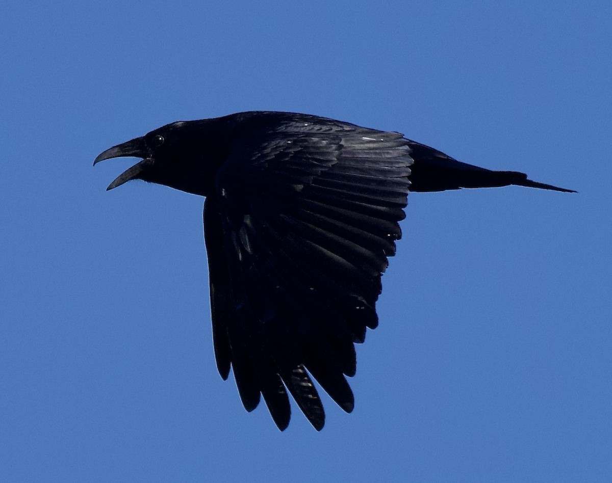 Common Raven - ML646651647