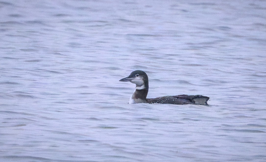 Common Loon - ML646651661