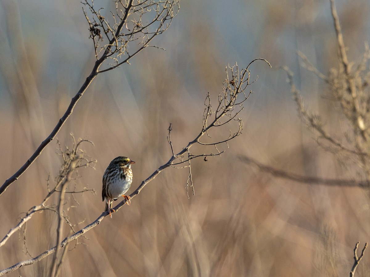 Savannah Sparrow - ML646651662