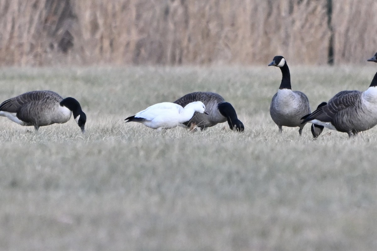 Ross's Goose - ML646651664