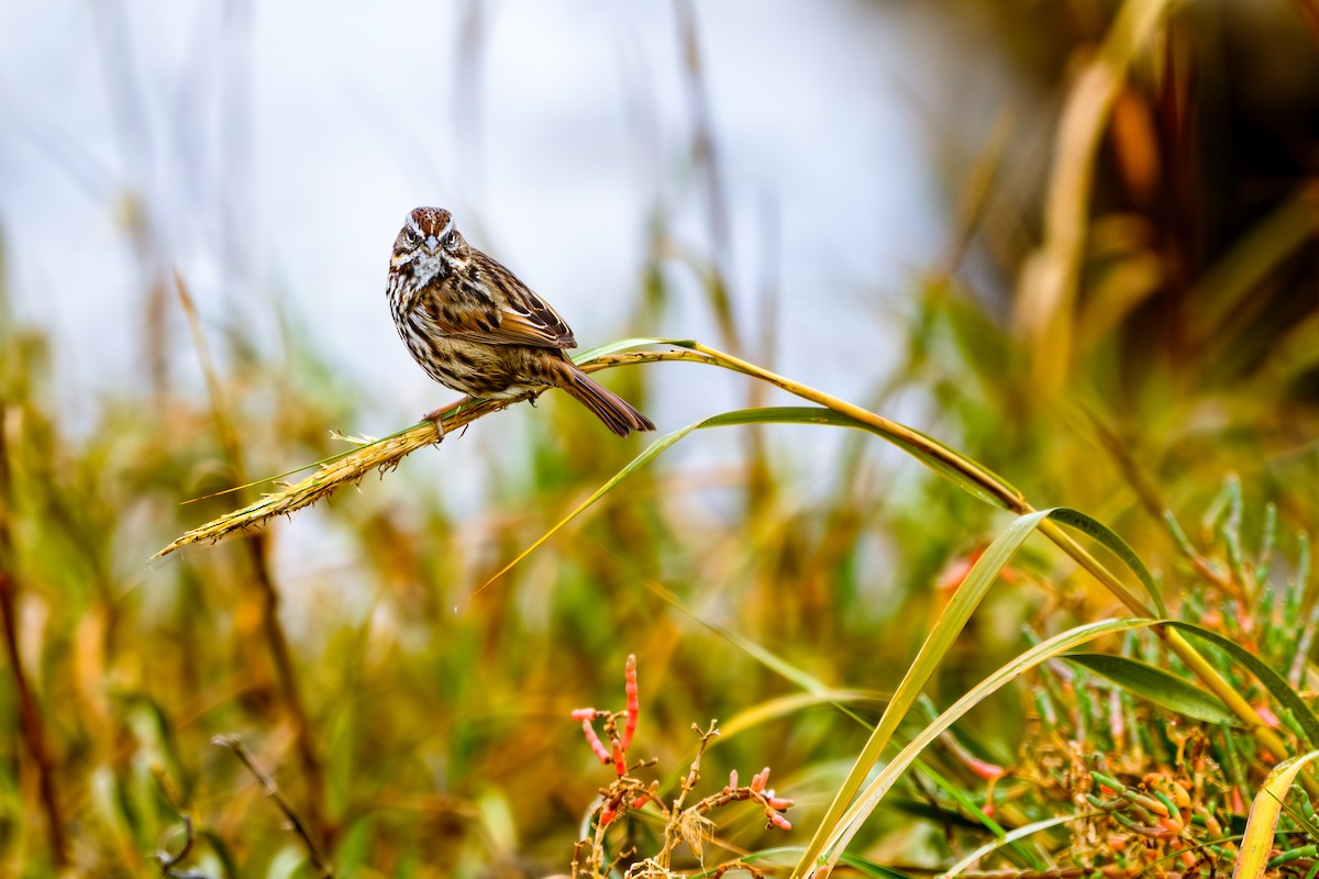 Song Sparrow - ML646651667