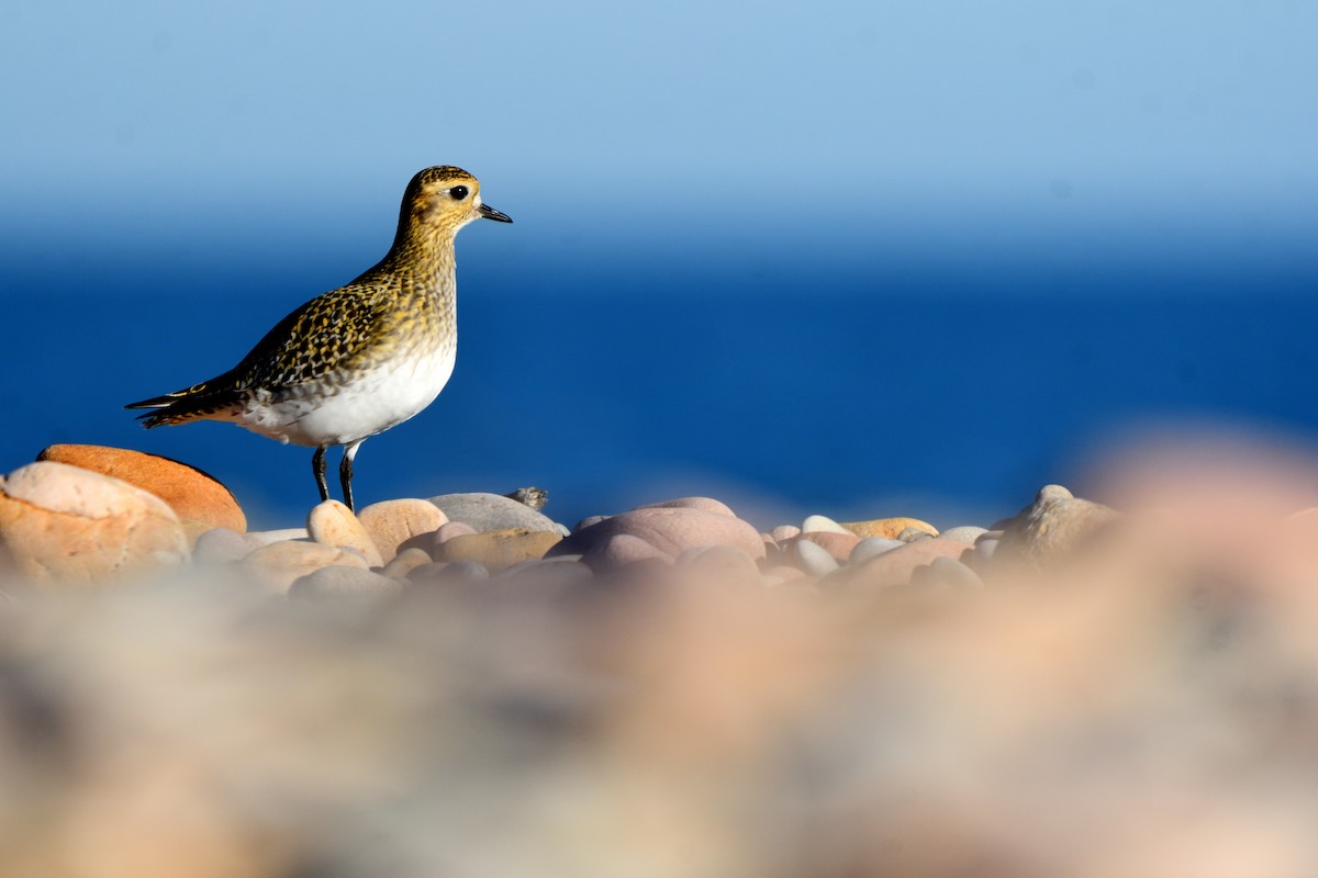 Piviere dorato - ML646651668