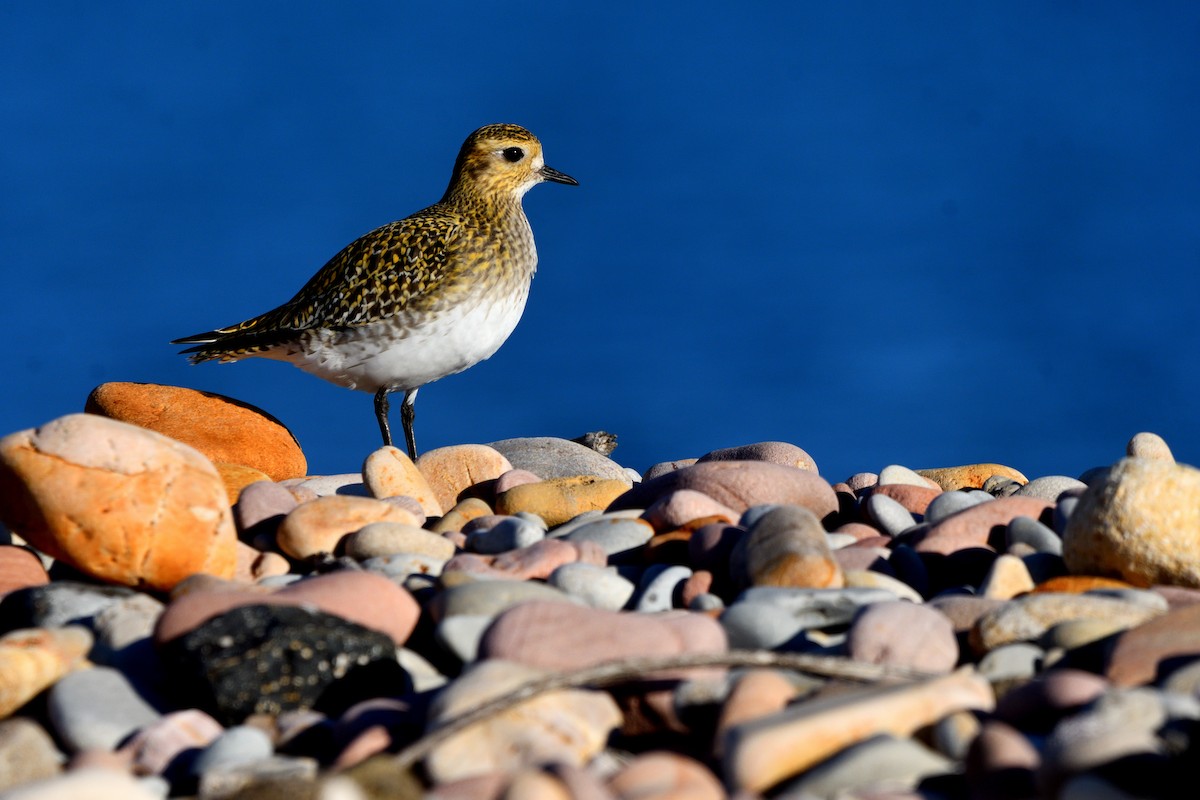 Piviere dorato - ML646651669