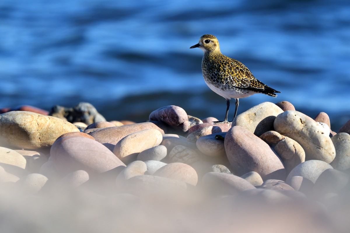 Piviere dorato - ML646651670