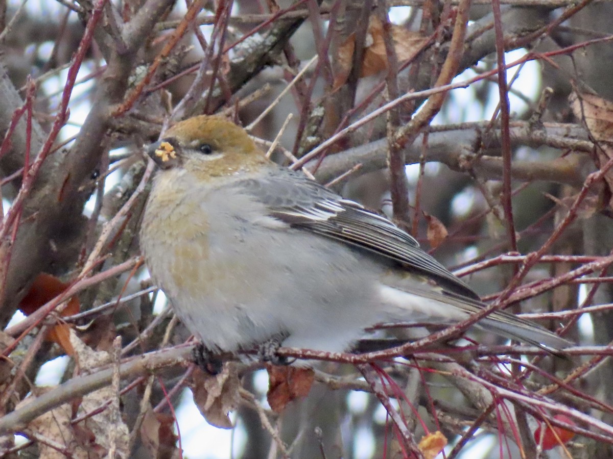 Pine Grosbeak - ML646651672