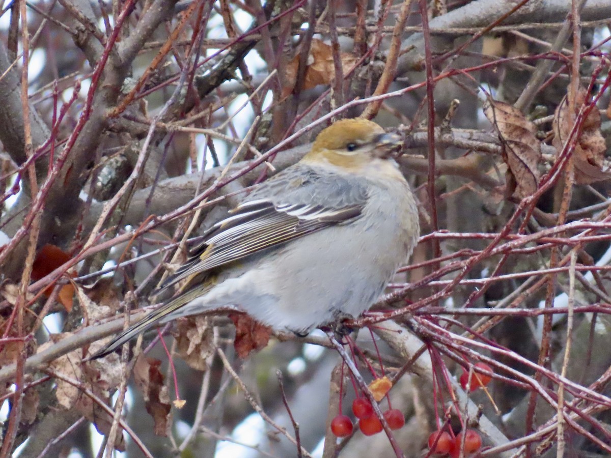 Hakengimpel - ML646651674