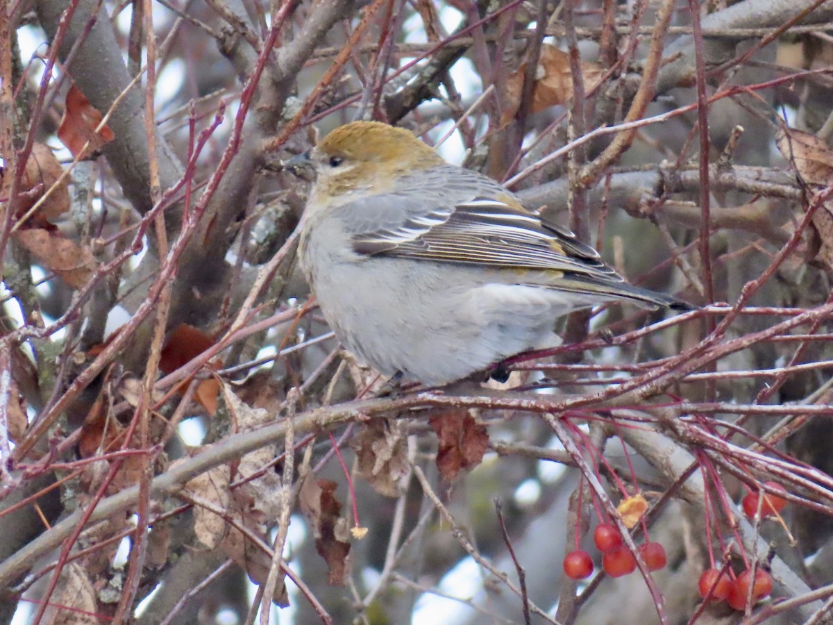 Hakengimpel - ML646651675