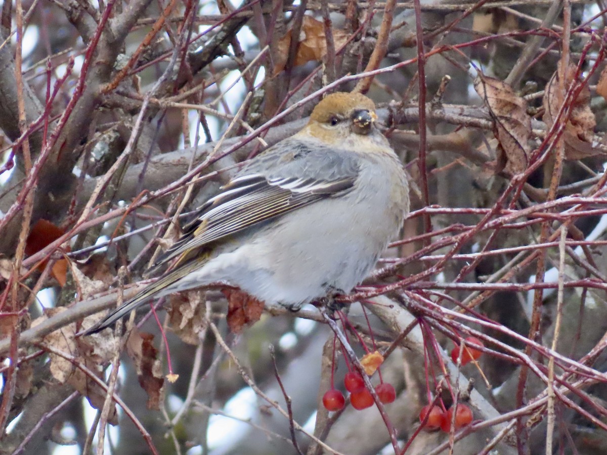 Hakengimpel - ML646651676