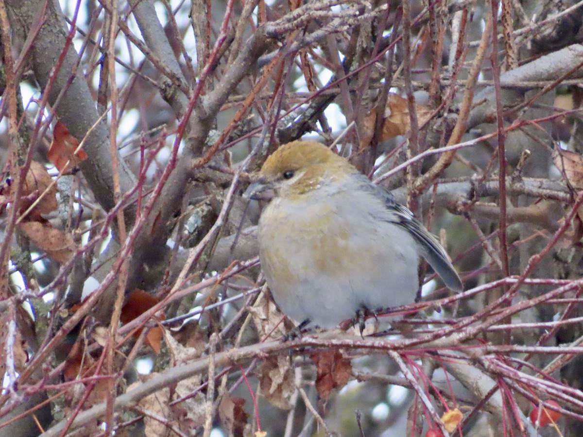 Hakengimpel - ML646651677