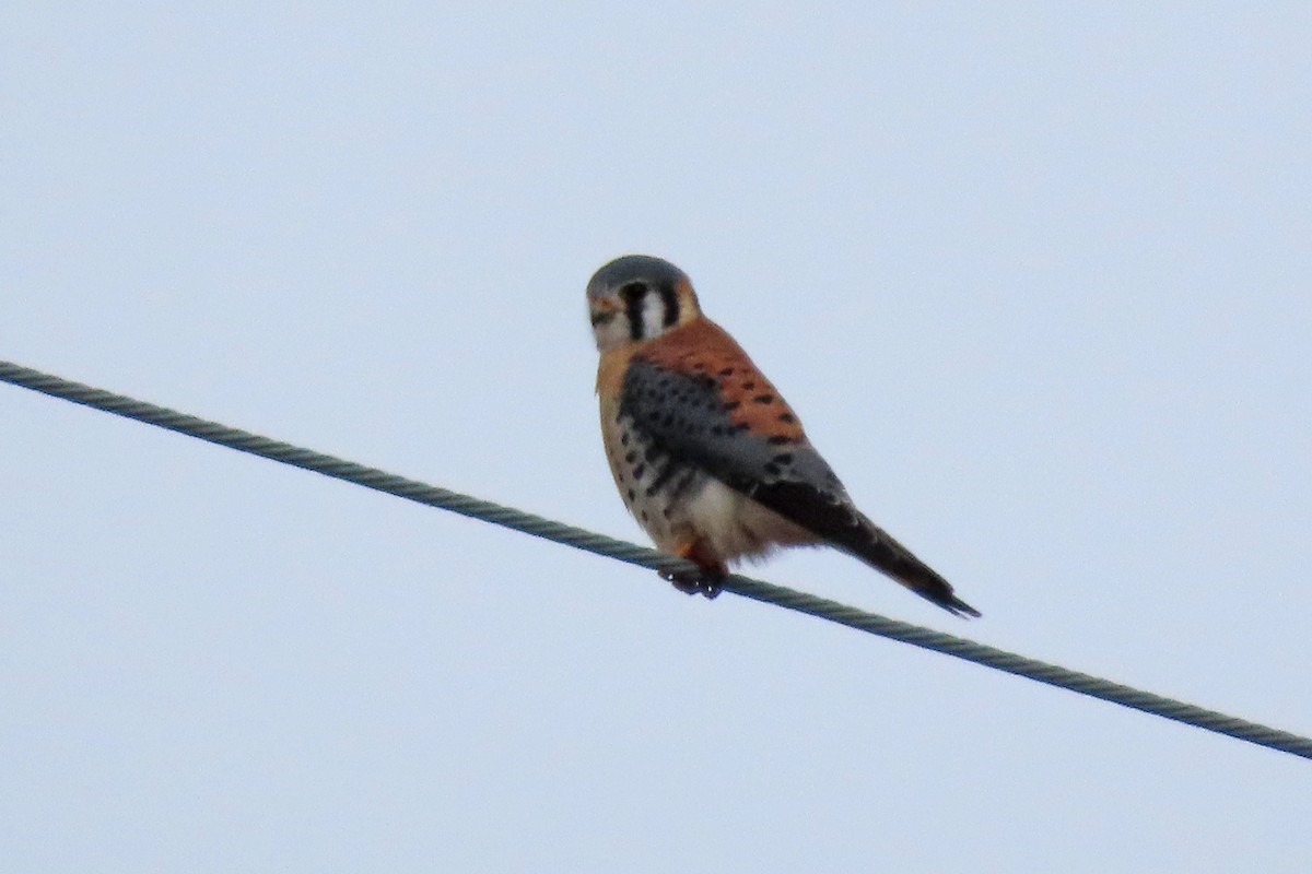 American Kestrel - ML646651683