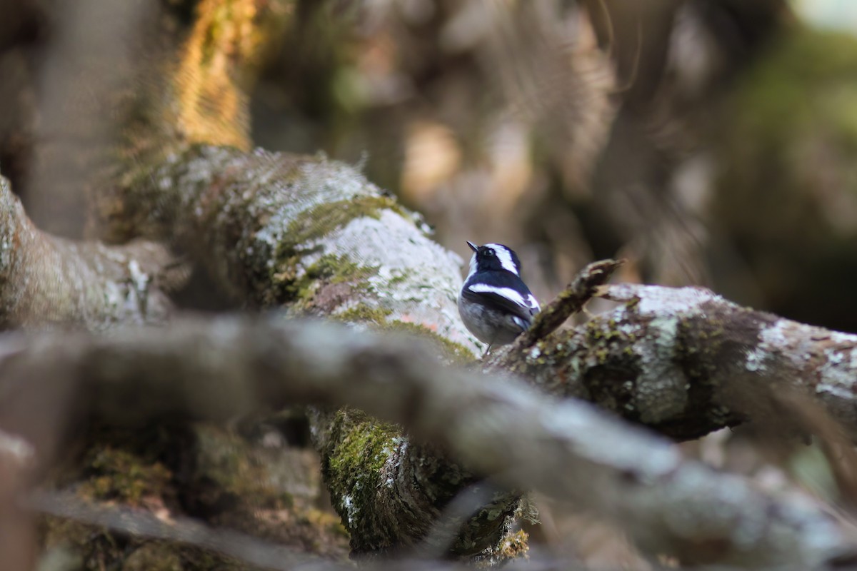 Little Pied Flycatcher - ML646651685