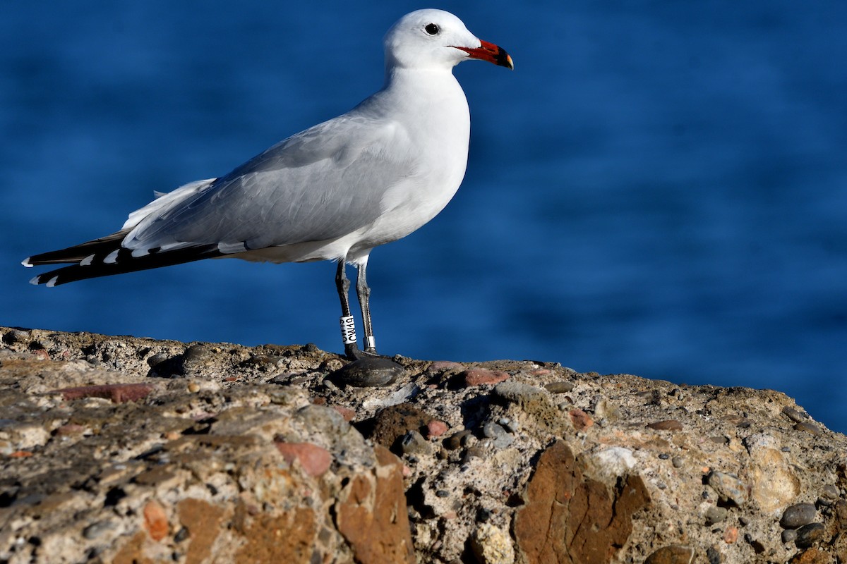 Audouin's Gull - ML646651690