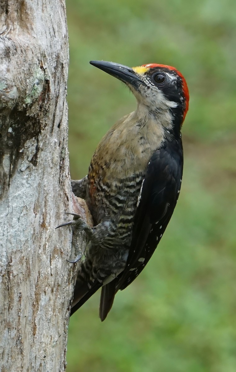 Black-cheeked Woodpecker - ML646651692