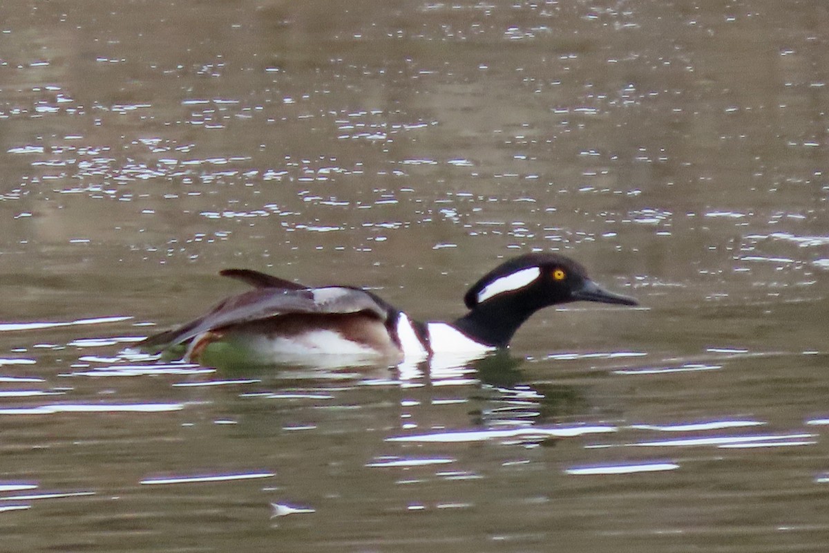 Hooded Merganser - ML646651695