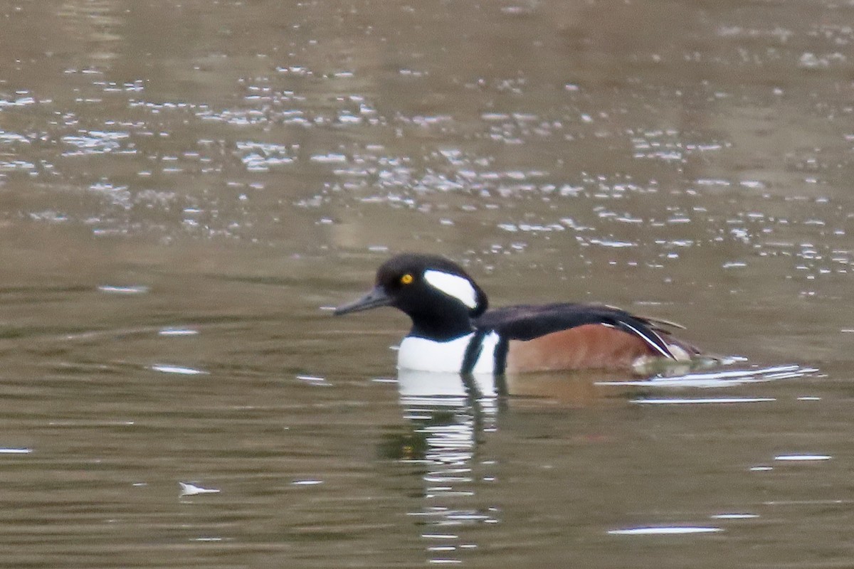 Hooded Merganser - ML646651696