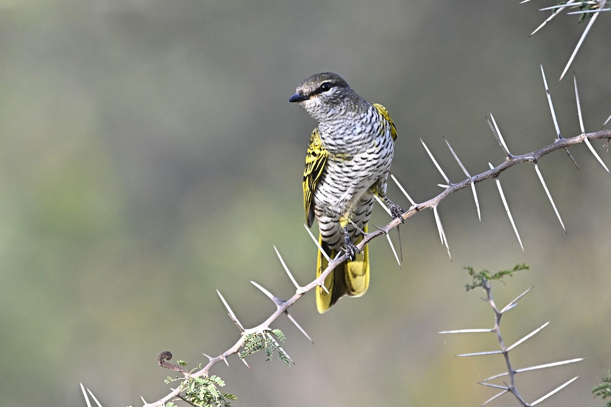 Black Cuckooshrike - ML646651697