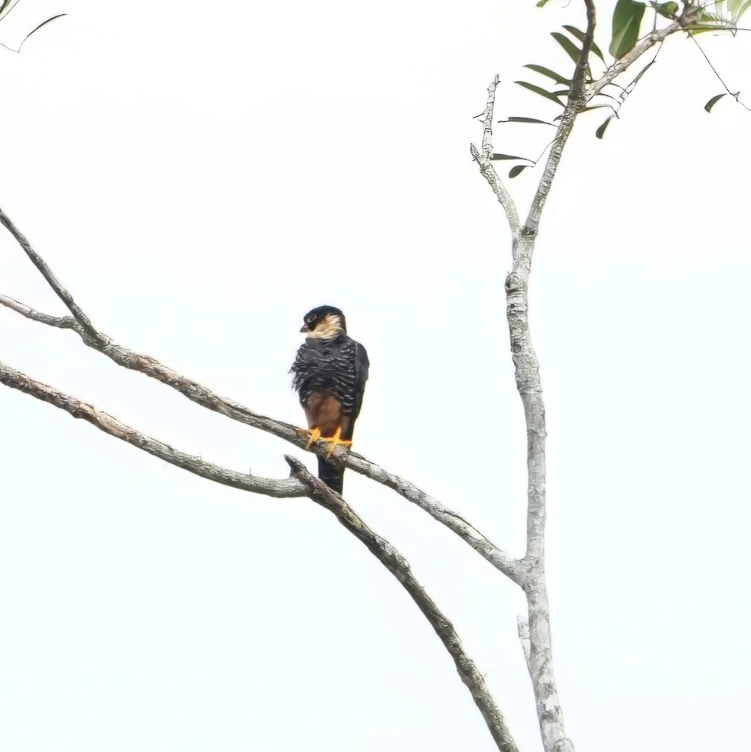 Bat Falcon - ML646651698