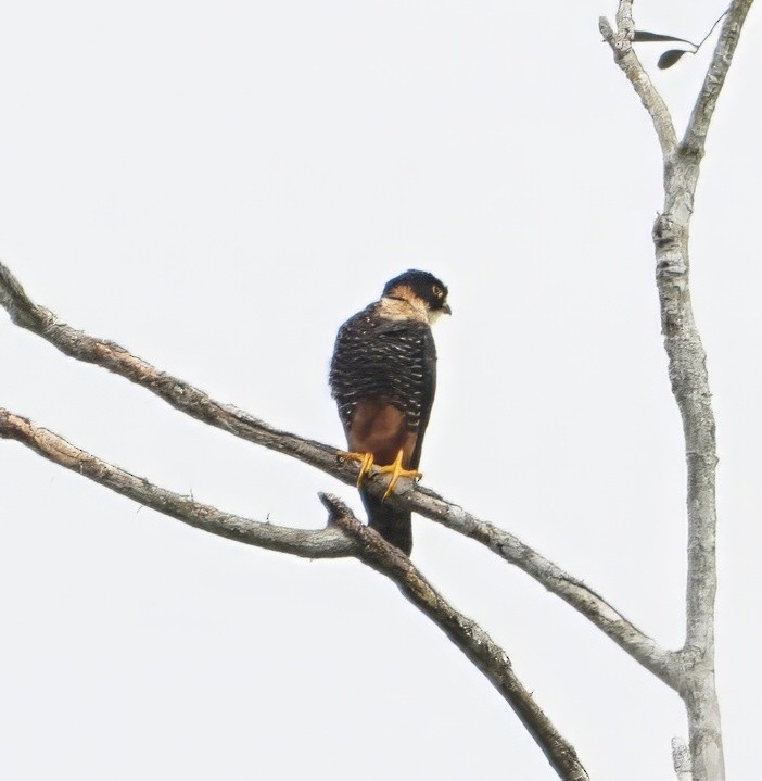 Bat Falcon - ML646651699