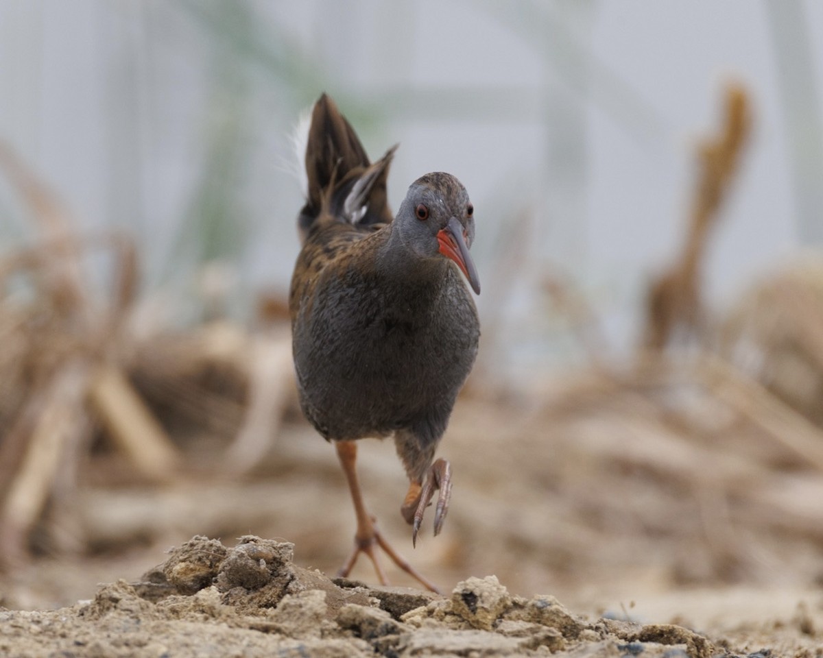 Water Rail - ML646651700